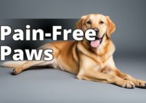 Cbd For Dogs Arthritis Pain: The Ultimate Guide To Finding The Best
